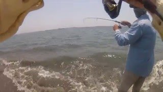 Pesca de macabí  Fishing fun  Ladyfish [upl. by Giacinta]