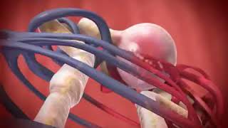 Glomerular Filtration animation [upl. by Quincy]