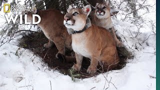 How Mountain Lion Mothers Care for Their Kittens  Nat Geo Wild [upl. by Krishna890]