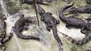 Alligator  Crocodile  Crocodile Eat Food  Crocodile Farm Feeding 5 [upl. by Mala]