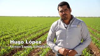 Syngenta México  Con Fortenza™ Duo la protección es desde el inicio [upl. by Norvan586]