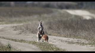 Female Red Kangaroo Osphranter rufus and her Joey in northern Wyperfeld National Park VIC [upl. by Allard]