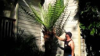 Tasmanian Tree Fern on Salt Spring Island [upl. by Ronnoc]