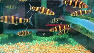 Leporinus tigrinus 黃金虎紋大鉛筆wildfish悠遊魚坊yoyofishroom [upl. by Leoni555]