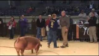 Sure Champ  Gilt Show  Oklahoma Youth Expo [upl. by Haiasi]