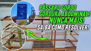 PÁSSAROS GORDO FÍGADO INTOXICADO GORDURA NO FÍGADO  COMO RESOLVER [upl. by Cahra]