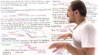 Regulation of Glycolysis in Liver Cells [upl. by Wang]