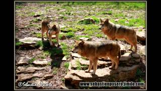 Quand le loup attaque [upl. by Jarad]