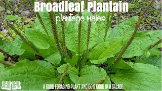 ⟹ BROADLEAF PLANTAIN  Plantago major  Another important survival food [upl. by Fortunna]