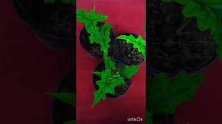 Alocasia Jacklyn online 8281723614shortvideo [upl. by Zurkow]