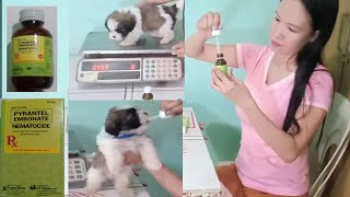 How To Deworm A Shih Tzu Puppies At Home  Paano Mag Deworm Ng Tuta [upl. by Ehcsrop236]