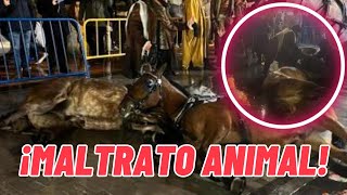 DOS CABALLOS SE DESPLOMAN EN LA CABALGATA DE LOS REYES MAGOS EN OVIEDO [upl. by Delija]