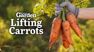 Lifting Carrots at Clumber Park  Kitchen Garden Magazine [upl. by Annairb]