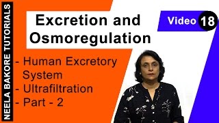 Excretion and Osmoregulation  NEET  Human Excretory System  Ultrafiltration  Part 2  Dr Neela [upl. by Namlaz952]