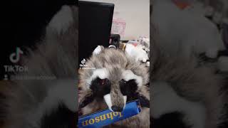 A handpuppet raccoon plays on mouth organ harmonica shorts [upl. by Blaire204]