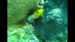 BUCEO EN CAYO LARGO CUBA [upl. by Airuam]