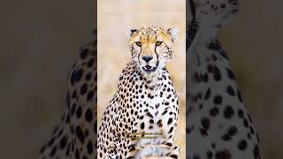 La diferencia entre un leopardo y un guepardo animales shorts felinos [upl. by Demy790]