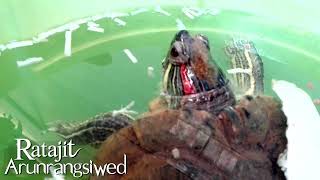 Tortoises eating fish snack [upl. by Norraj]