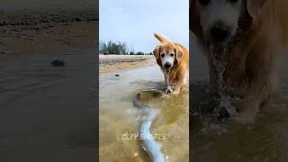 Dog Do Fishing 🎣😋New Viral Gadgets 😎 Smart Appliances 😱 Kitchen UtensilsHome Inventions shorts [upl. by Barbara]