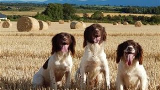 Roughshooting with Springer spaniels in Ireland 21 nov 15 [upl. by Phia]