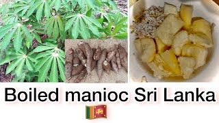 Manioc recipe Sri Lanka [upl. by Alesiram43]