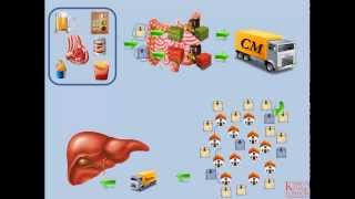 Lipids and Lipoproteins  Part 2 Exogenous Pathway [upl. by Nafis]