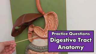 Digestive Tract Anatomy  Review and Practice [upl. by Etienne623]