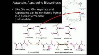 Aspartate Asparagine Biosynthesis [upl. by Lokcin360]