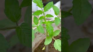 Simple Technique Secret Creating Highly Effective Tomato Trellises Laden Abundant Fruit [upl. by Claudian]