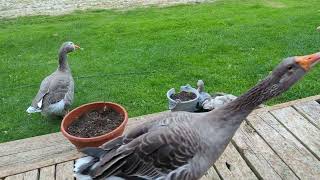 Cute Pet Toulouse Geese And Embden Goose Enjoying The Rain [upl. by Jasper]