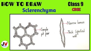 how to draw sclerenchymasclerenchyma diagramsclerenchyma drawing [upl. by Zulch]