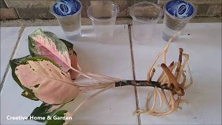 How to Propagate Aglaonema in Water  Aglaonema Propagation in Water  Pink Aglaonema Propagation [upl. by Yunick]