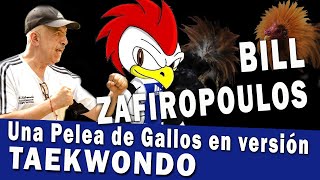 Los Gallitos Olimpicos son una Pelea de Gallos en version Taekwondo [upl. by Ellerret]