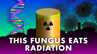 Radiation Extremophiles  Radiotrophic Fungi Mercury Munching Bacteria and Tiny Tardigrades [upl. by Whit]