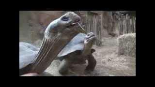 Talking about Tortoise Blood Draw Training [upl. by Akena]