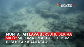 Begini Kondisi Bawah Laut Krakatau Akibat Erupsi [upl. by Fennie313]