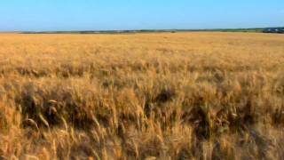 The Great American Wheat Harvest [upl. by Atinaej382]