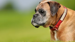 The Boxer Breed  Uncover Its Fascinating History [upl. by Yesdnyl]