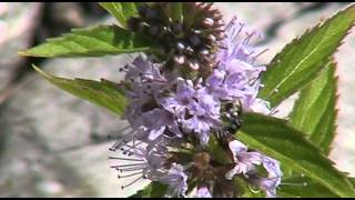 Field Mint Mentha arvensis [upl. by Ariana]