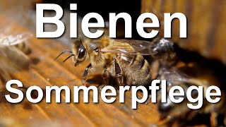 Bienenpflege Schwarmpflege II BienenSchwarm füttern und erweitern was ist zu tun Trogbeute [upl. by Per694]