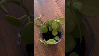 Peperomia Hope🪴Restart plants fluval peperomia plantcare [upl. by Ordnajela914]