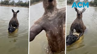 Aussie man saves dog from being drowned by kangaroo [upl. by Ynattirb]