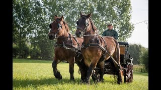 Het Brabants Trekpaard [upl. by Gaw]