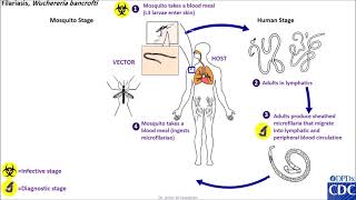 Wuchereria bancrofti life cycle [upl. by Annatnom]