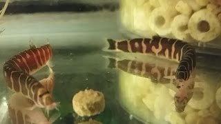 Kuhli Loach  how to care tank mates feeding and breeding kuhli loach [upl. by Auqinet]