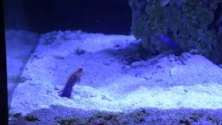 Blue spot Jawfish pair [upl. by Bernardi509]