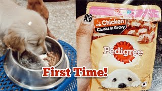 Golden Retriever Puppy Trying Pedigree Puppy Wet Dog Food Chicken Chunks for the First Time  Luna [upl. by Claudetta]