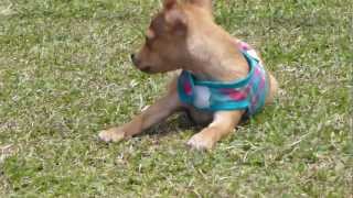 perro pincher miniatura marron jugando corriendo finca pinscher cachorro [upl. by Nyahs]