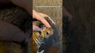 Telinga burung hantu kemasukan kecoa burunghantu owl animalfunny funny animal [upl. by Lundt]