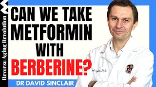 Can We Take BERBERINE With METFORMIN  Dr David Sinclair Interview Clips [upl. by Kittie]